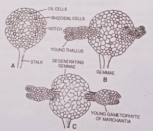 Formation of new thallus from gemmae.