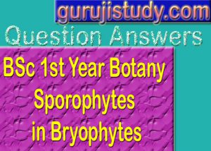 BSc 1st Year Botany Sporophyte in Bryophytes Sample Model Practice Question Answer Papers