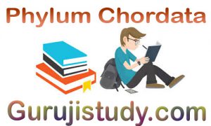 BSc 2nd Year Zoology Phylum Chordata Notes Study Material