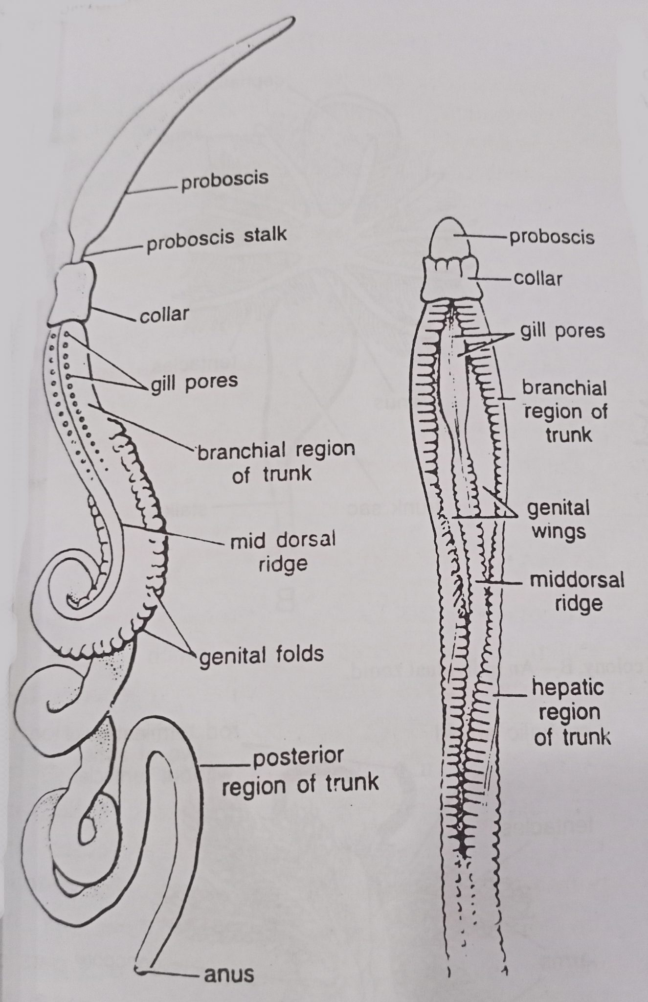 BSc Zoology Hemichordata Notes & Study Material