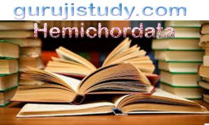 BSc 2nd Year Zoology Hemichordata Notes Study Material
