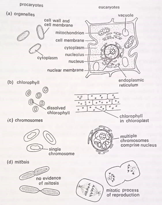 BSc 2nd Year Survey And Classification of Microorganisms Notes Study material