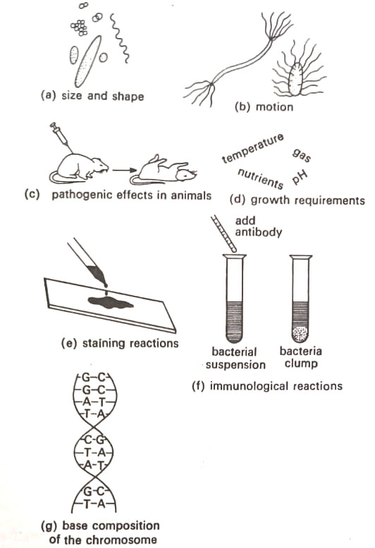 Some criteria used in the identification and classification of bacteria, as summarised in Bergey's Manual