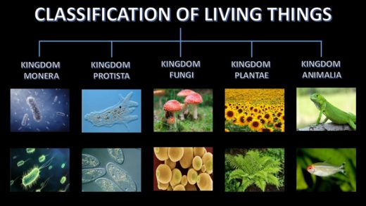 Biological Classification of Living Organisms Books Notes Study Material